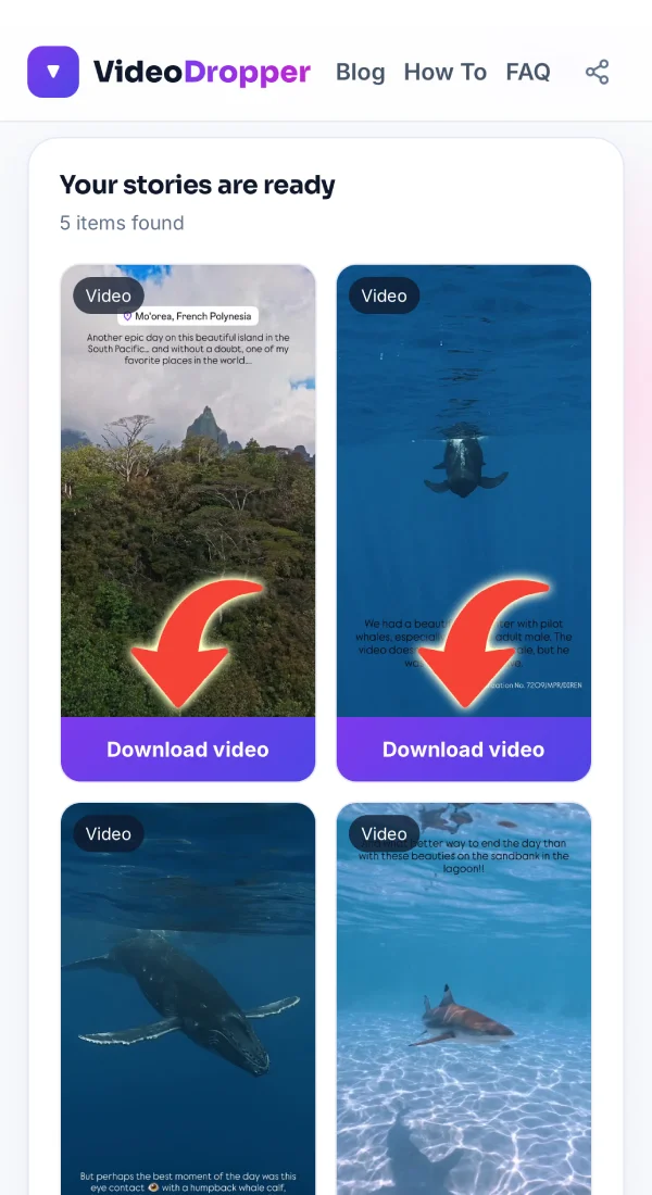 Story result cards with Download buttons